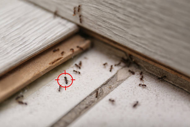 Best Ant Control Services  in Lighthouse Point, FL