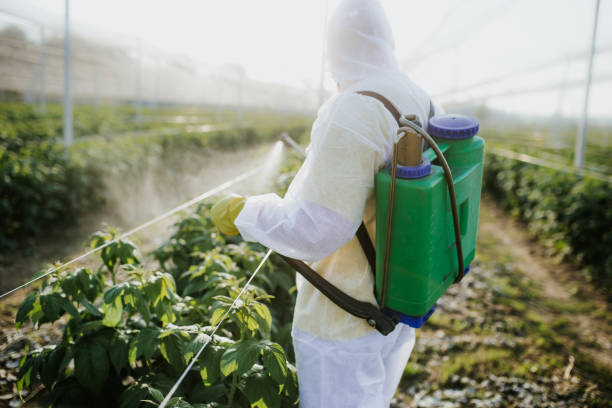 Best Local Pest Control Services  in Lighthouse Point, FL